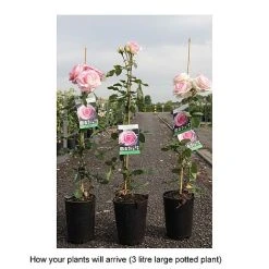 Rose 'Eden Rose 88' -plant ROSA T68469 B h
