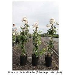 Rose 'Guirlande Rose' -plant ROSA T68481 B h