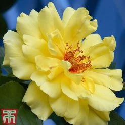 Rose 'Climbing Collection' -plant ROSE T11940P B