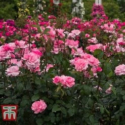 Rose 'Queen Elizabeth' (Floribunda Rose) -plant ROSE T40379 A1