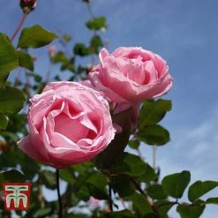 Rose 'Queen Elizabeth' (Floribunda Rose) -plant ROSE T40379 B1