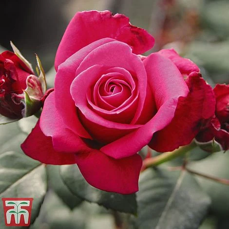 Rose 'Charisma' 2 Rose 'Charisma' - Image 2