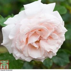Rosa 'Madame Alfred Carriere' (Climbing Rose)