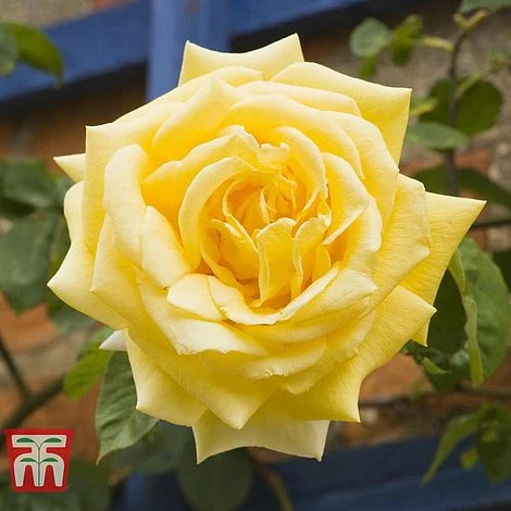 Rose 'Laura Ford' (Climbing Rose) 2 Rose 'Laura Ford' (Climbing Rose) - Image 2