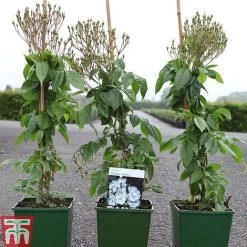 Rose 'Bobbie James' (Rambling Rose) 5 Rose 'Bobbie James' (Rambling Rose) -plant ROSE TKA3470 A