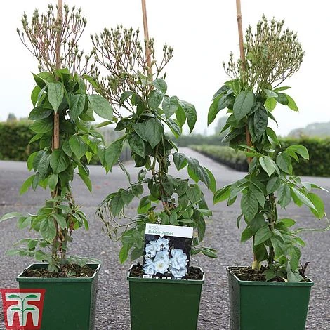 Rose 'Bobbie James' (Rambling Rose) 3 Rose 'Bobbie James' (Rambling Rose) - Image 3