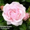 Rose 'Our Beth' (Shrub Rose)