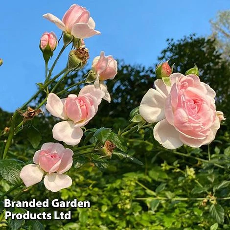 Rose 'Our Beth' (Shrub Rose) 2 Rose 'Our Beth' (Shrub Rose) - Image 2