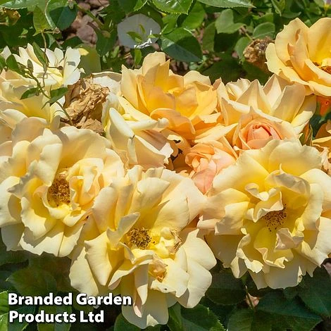 Rose 'Above And Beyond' (Climbing Rose) 2 Rose 'Above And Beyond' (Climbing Rose) - Image 2