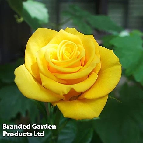 Rose 'Golden Wedding' (Floribunda Rose) 1 Rose 'Golden Wedding' (Floribunda Rose)