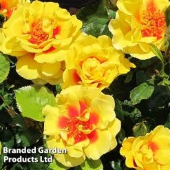 Rose 'Peter's Persica' (Climbing Patio) -plant ROSE PETERSPER H50316