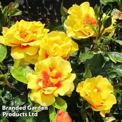 Rose 'Peter's Persica' (Climbing Patio) -plant ROSE PETERSPER H50317