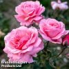 Rose 'Queen Elizabeth' (Floribunda Rose)