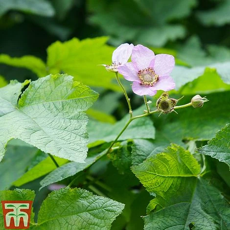 Rubus Odoratus 1 Rubus Odoratus