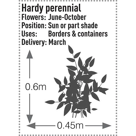 Rudbeckia Fulgida 'Early Bird Gold' 3 Rudbeckia Fulgida 'Early Bird Gold' - Image 3