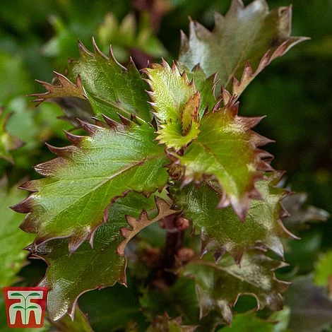 Ilex 'Little Rascal' 3 Ilex 'Little Rascal' - Image 3