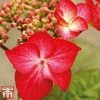 Hydrangea Macrophylla 'Red Bull'