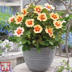 Rose 'Eyes Collection' -plant Rose coll31