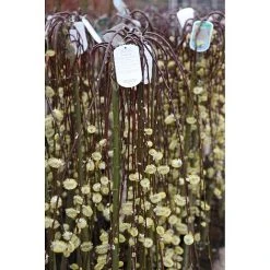 Salix Caprea 'Kilmarnock' 13 Salix Caprea 'Kilmarnock' -plant SALI T68515 A h