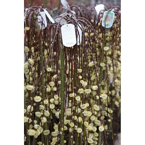 Salix Caprea 'Kilmarnock' 6 Salix Caprea 'Kilmarnock' - Image 6