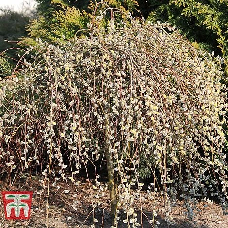 Salix Caprea 'Kilmarnock' 2 Salix Caprea 'Kilmarnock' - Image 2