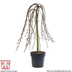 Salix Caprea 'Kilmarnock' 14 Salix Caprea 'Kilmarnock' -plant SALI T68515 D