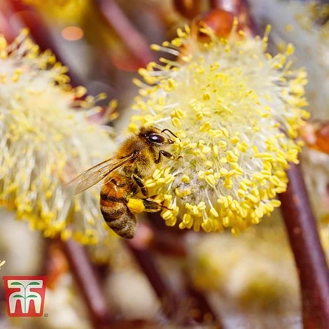 Salix Caprea 'Kilmarnock' 3 Salix Caprea 'Kilmarnock' - Image 3