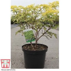 Sambucus Racemosa 'Sutherland Gold' -plant SAMB T58160 C