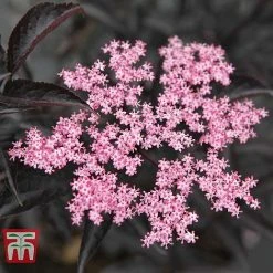 Sambucus Nigra F. Porphyrophylla 'Black Beauty' 15 Sambucus Nigra F. Porphyrophylla 'Black Beauty' -plant SAMB T62079 A