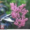 Sambucus Nigra F. Porphyrophylla 'Black Beauty'