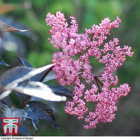Sambucus Nigra F. Porphyrophylla 'Black Beauty' 1 Sambucus Nigra F. Porphyrophylla 'Black Beauty'