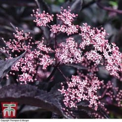 Sambucus Nigra F. Porphyrophylla 'Black Beauty' 12 Sambucus Nigra F. Porphyrophylla 'Black Beauty' -plant SAMB T62079 E