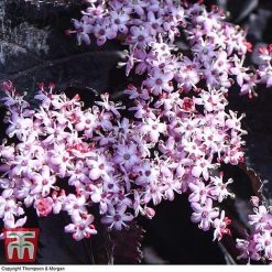 Sambucus Nigra F. Porphyrophylla 'Black Beauty' 10 Sambucus Nigra F. Porphyrophylla 'Black Beauty' -plant SAMB T62079 F