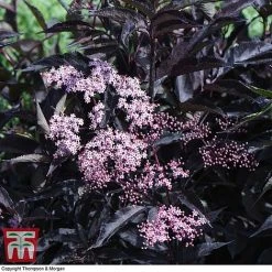 Sambucus Nigra F. Porphyrophylla 'Black Beauty' 11 Sambucus Nigra F. Porphyrophylla 'Black Beauty' -plant SAMB T62079 G
