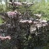 Sambucus Nigra F. Porphyrophylla 'Eva'