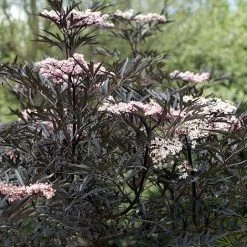 Sambucus Nigra F. Porphyrophylla 'Eva'