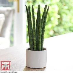 Easy Care Houseplant Collection 13 Easy Care Houseplant Collection -plant SANS KB1128 A1