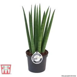 Sansevieria Cylindrica 'Straight' 6 Sansevieria Cylindrica 'Straight' -plant SANS KB1128 C