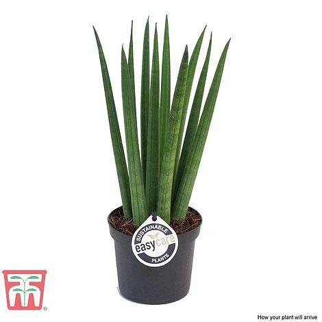 Sansevieria Cylindrica 'Straight' 3 Sansevieria Cylindrica 'Straight' - Image 3