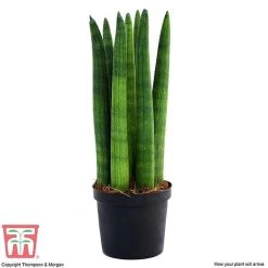 Sansevieria Cylindrica 'Straight' 7 Sansevieria Cylindrica 'Straight' -plant SANS KB1128 D