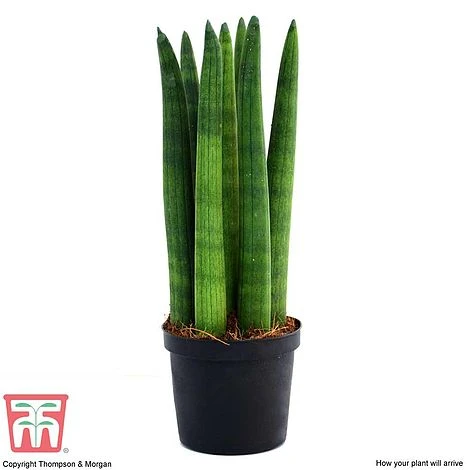 Sansevieria Cylindrica 'Straight' 4 Sansevieria Cylindrica 'Straight' - Image 4