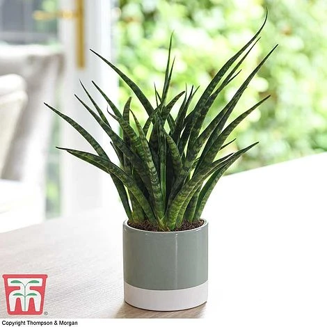 Sansevieria 'Fernwood' 1 Sansevieria 'Fernwood'