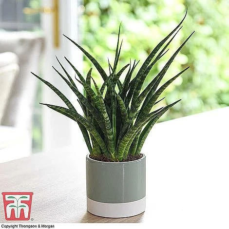 Easy Care Houseplant Collection 6 Easy Care Houseplant Collection - Image 6