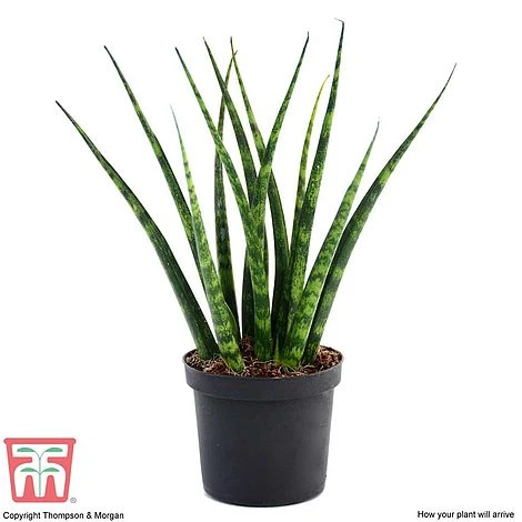 Sansevieria 'Fernwood' 4 Sansevieria 'Fernwood' - Image 4