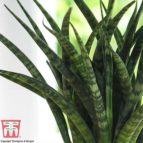 Sansevieria 'Fernwood' 2 Sansevieria 'Fernwood' - Image 2