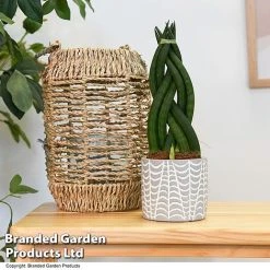 Sansevieria Cylindrica 'Braided'