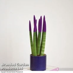 Sansevieria Cylindrica 'Straight' Carnival Colour 9 Sansevieria Cylindrica 'Straight' Carnival Colour -plant SANS COLCARNIV T38942