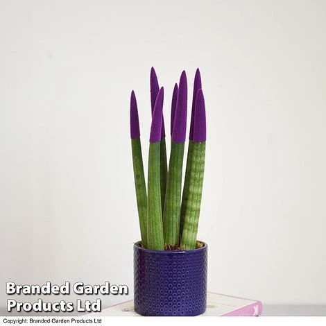 Sansevieria Cylindrica 'Straight' Carnival Colour 3 Sansevieria Cylindrica 'Straight' Carnival Colour - Image 3