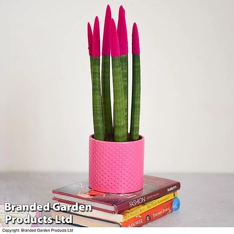Sansevieria Cylindrica 'Straight' Carnival Colour 4 Sansevieria Cylindrica 'Straight' Carnival Colour - Image 4