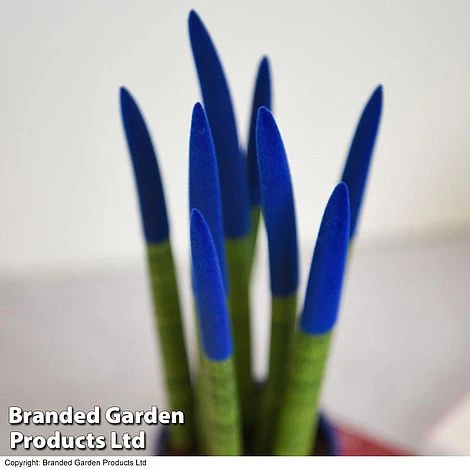 Sansevieria Cylindrica 'Straight' Carnival Colour 5 Sansevieria Cylindrica 'Straight' Carnival Colour - Image 5